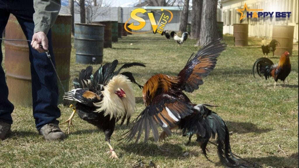 sv388